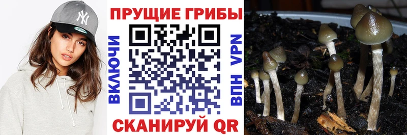 как найти закладки  Великие Луки  Псилоцибиновые грибы GOLDEN TEACHER 